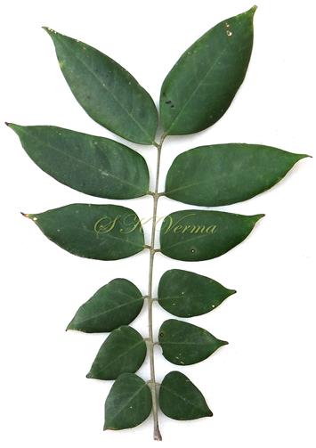  Leaf